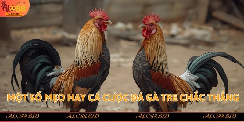 Một số mẹo hay cá cược đá gà tre chắc thắng