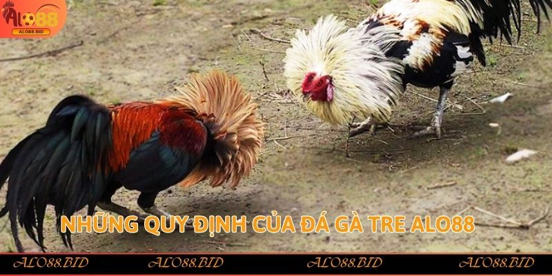 Những quy định của đá gà tre Alo88